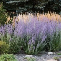 Russian Sage -Brighter Blooms Sales Russian Sage 3 BB