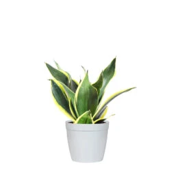 Snake Plant 31 Snake Plant -Brighter Blooms Sales SNK BGD.6 delilah white