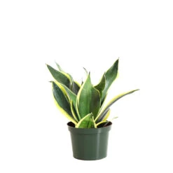 Snake Plant 30 Snake Plant -Brighter Blooms Sales SNK BGD.6 standard pot