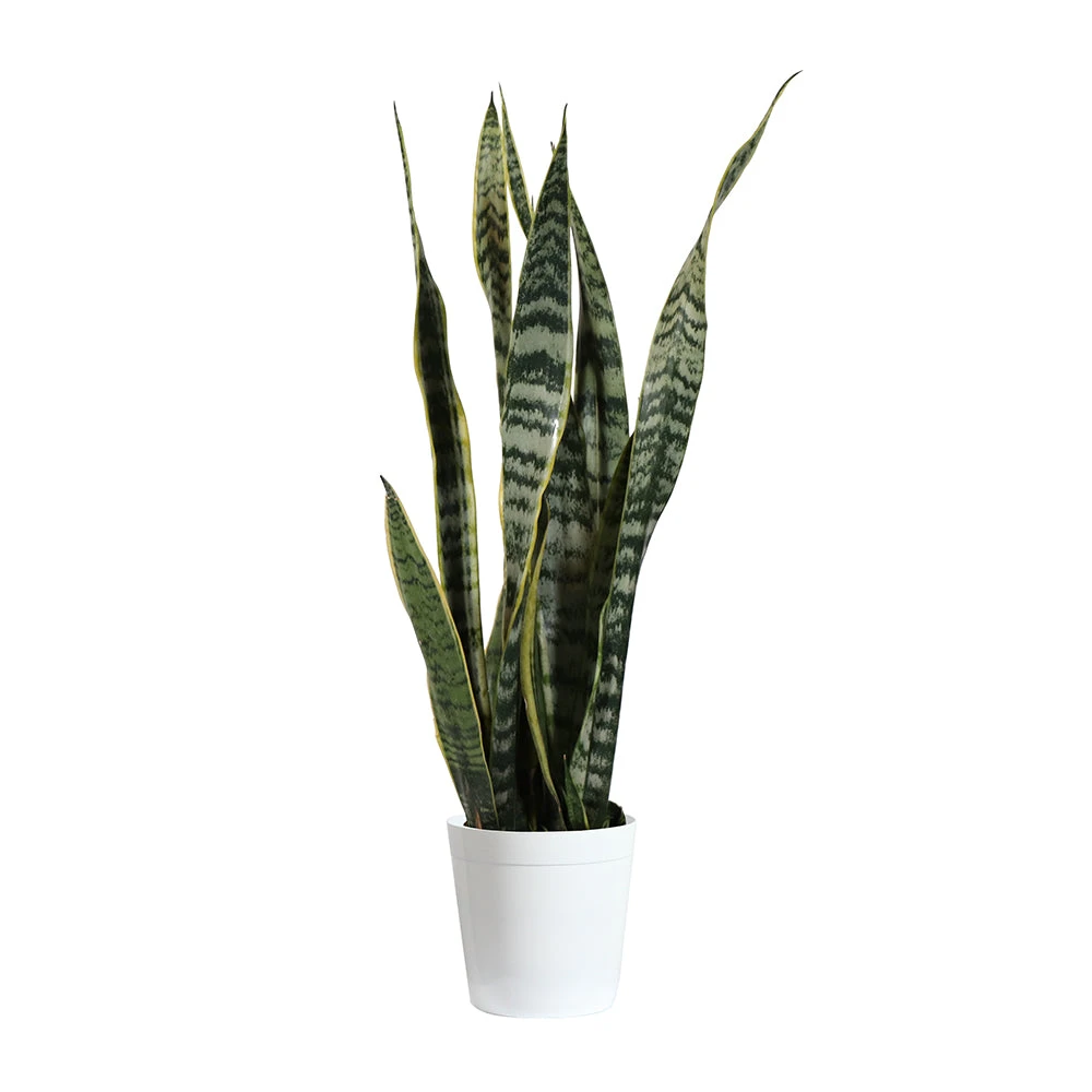 Snake Plant 16 Snake Plant - Image 14