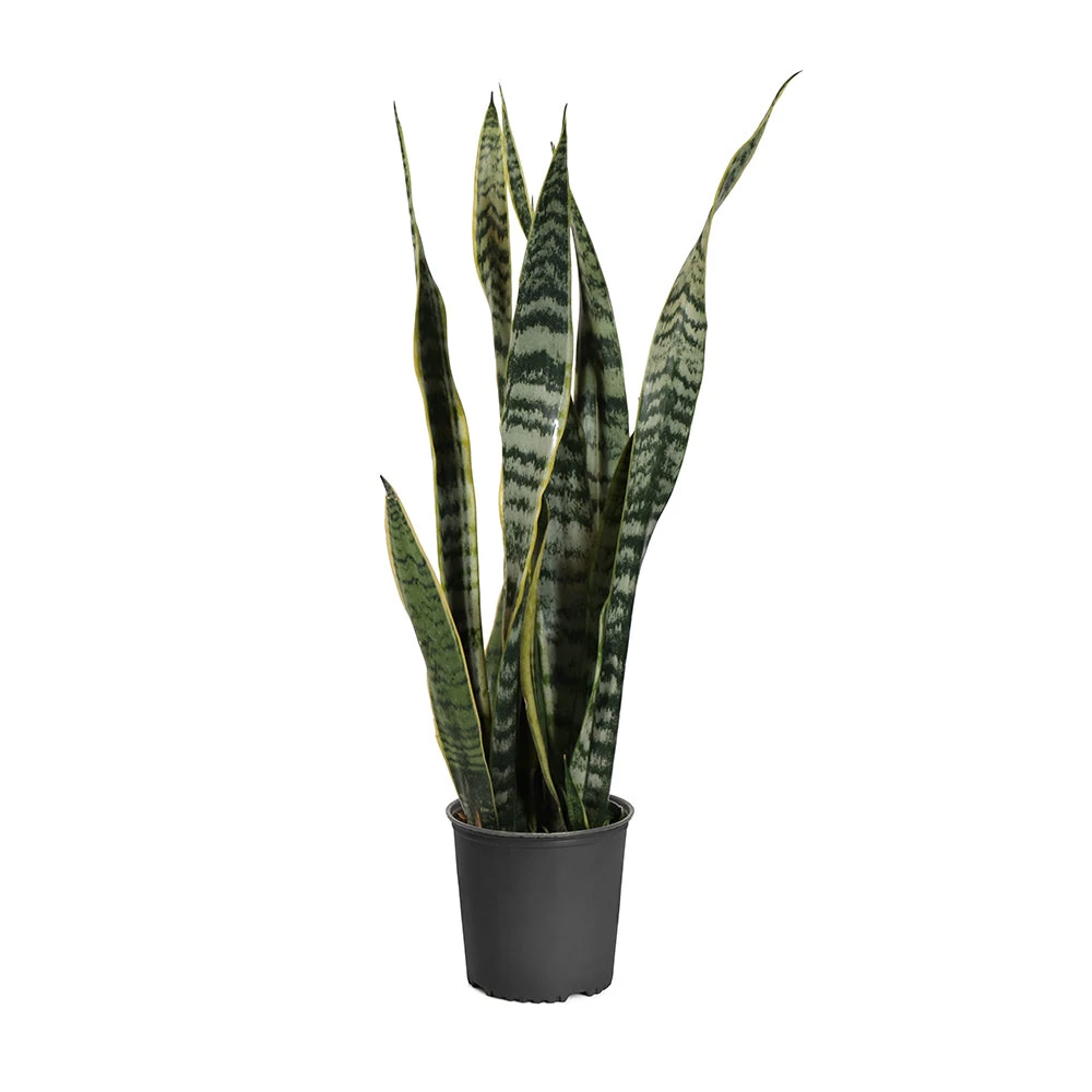 Snake Plant 10 Snake Plant - Image 8