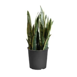 Snake Plant 27 Snake Plant -Brighter Blooms Sales SNK LAU3