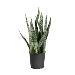 Snake Plant 29 Snake Plant -Brighter Blooms Sales SNK ZEY1