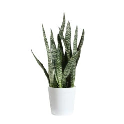 Snake Plant 33 Snake Plant -Brighter Blooms Sales SNK ZEY1 delilah white