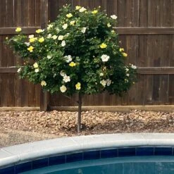 Sunny Knock Out® Rose Tree -Brighter Blooms Sales SUnny knockout Rose Tree 3