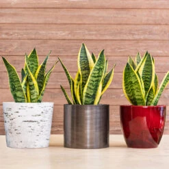 Snake Plant 21 Snake Plant -Brighter Blooms Sales Sansevieria Laurentii 1 BB