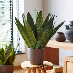 Snake Plant 22 Snake Plant -Brighter Blooms Sales Sansevieria Zeylandica 2