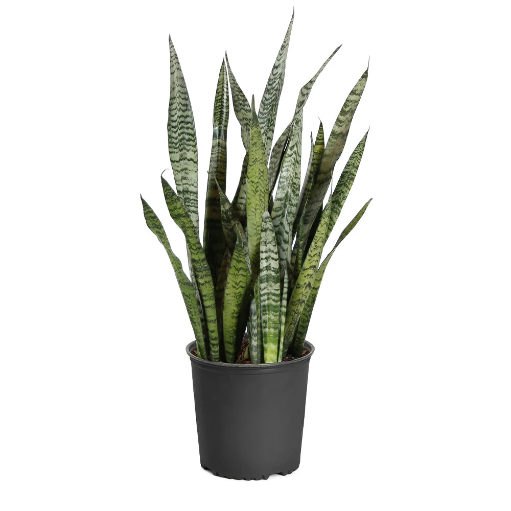 Snake Plant 12 Snake Plant - Image 10