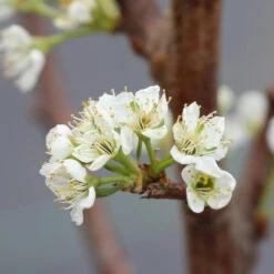 Santa Rosa Plum Tree -Brighter Blooms Sales Santa Rosa Plum 5