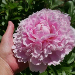 Sarah Bernhardt Peony 9 Sarah Bernhardt Peony -Brighter Blooms Sales Sarah Bernhardt Peony 2