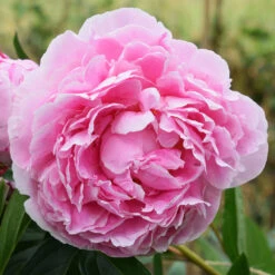 Sarah Bernhardt Peony 8 Sarah Bernhardt Peony -Brighter Blooms Sales Sarah Bernhardt Peony 3 BB