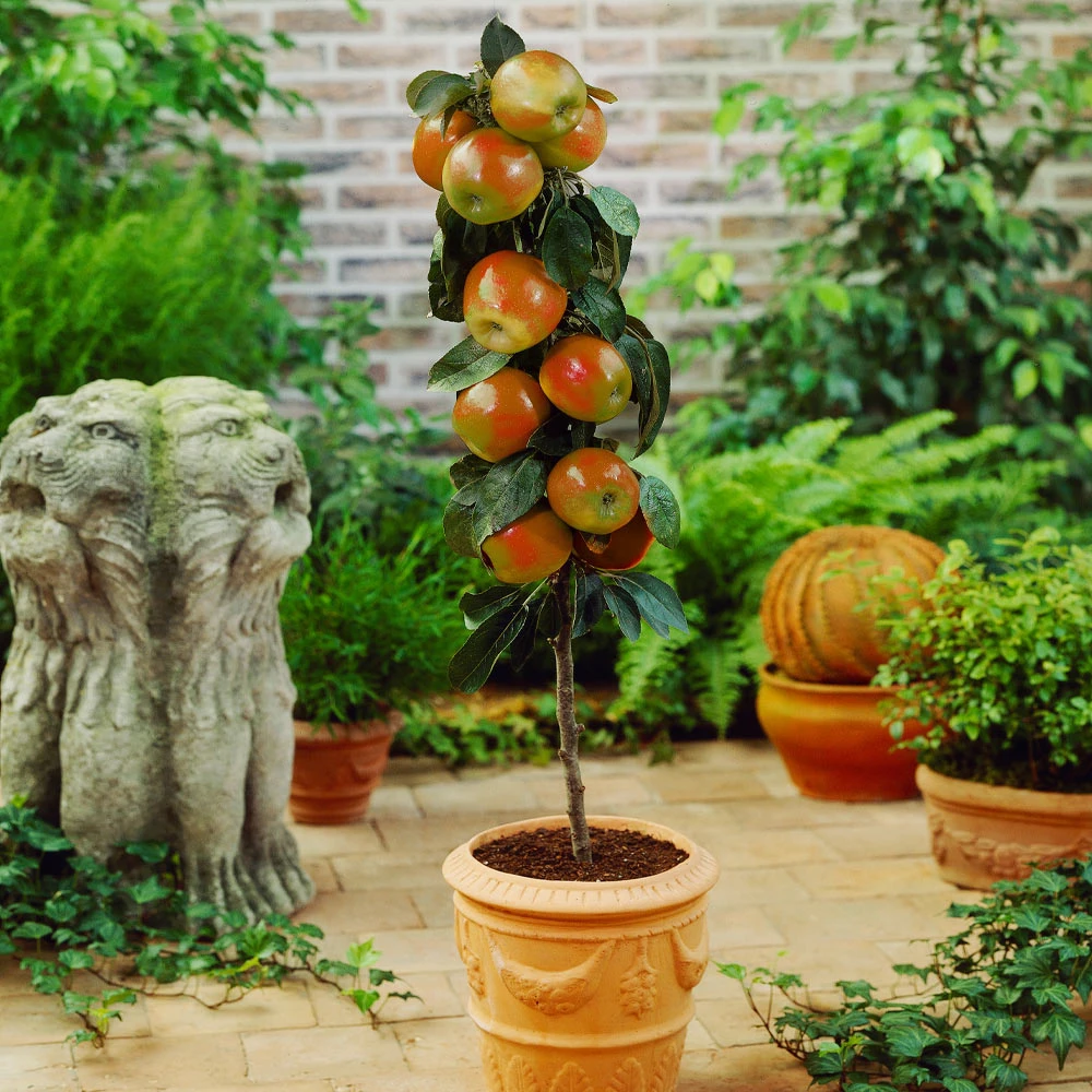 Scarlet Sentinel™ Columnar Apple Tree 4 Scarlet Sentinel™ Columnar Apple Tree - Image 2