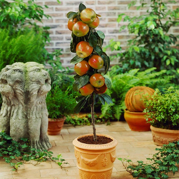 Scarlet Sentinel™ Columnar Apple Tree 3 Scarlet Sentinel™ Columnar Apple Tree