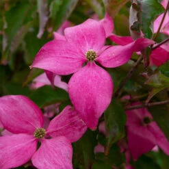 Scarlet Fire® Dogwood Tree -Brighter Blooms Sales Scarlett Fire 2