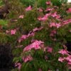 Scarlet Fire® Dogwood Tree -Brighter Blooms Sales Scarlett Fire BB 600x600 f35dbaee 9a63 4de8 bd8c 4b7ac52ca892