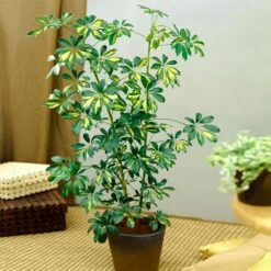 Sunset Hues House Plant Kit 14 Sunset Hues House Plant Kit -Brighter Blooms Sales Schefflera Trinette 1 a12d4202 0602 4ac2 a563 5ae9fc372d13