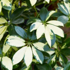 Variegated Dwarf Umbrella Tree - Schefflera Trinette -Brighter Blooms Sales Schefflera Trinette 2