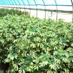 Variegated Dwarf Umbrella Tree - Schefflera Trinette -Brighter Blooms Sales Schefflera Trinette 4 BB