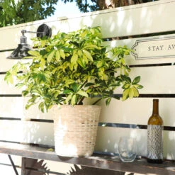 Variegated Dwarf Umbrella Tree - Schefflera Trinette -Brighter Blooms Sales Schefflera Trinette 5 BB