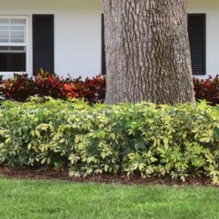 Variegated Dwarf Umbrella Tree - Schefflera Trinette -Brighter Blooms Sales Schefflera Trinette 7jpg