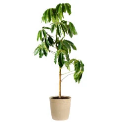 Umbrella Tree -Brighter Blooms Sales Schefflera Actinophylla Umbrella Delilah Beige