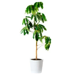Umbrella Tree -Brighter Blooms Sales Schefflera Actinophylla Umbrella Delilah White