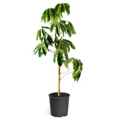 Umbrella Tree -Brighter Blooms Sales Schefflera Actinophylla Umbrella Delilah standard