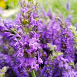 Sensational™ Lavender -Brighter Blooms Sales Sensational Lavender 10