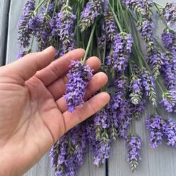Sensational™ Lavender -Brighter Blooms Sales Sensational Lavender 8 FGT