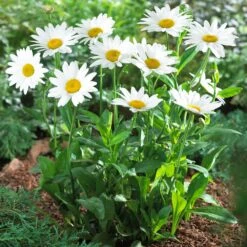 Becky Shasta Daisy 9 Becky Shasta Daisy -Brighter Blooms Sales Shasta Daisy Becky 5 FGT