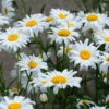 Becky Shasta Daisy -Brighter Blooms Sales Shasta Daisy Becky BB 600x600 cf0500fc 731d 47d5 9416 065a9d3d3862