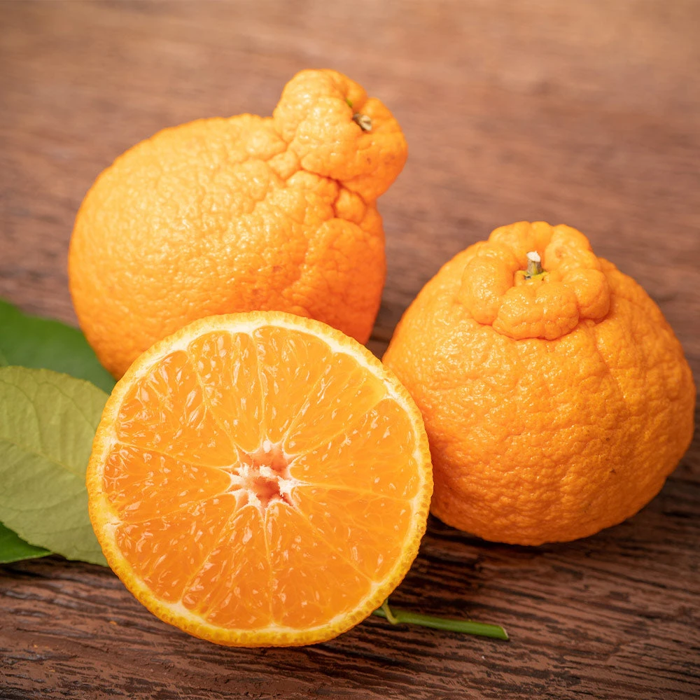 Shiranui Mandarin Tree 4 Shiranui Mandarin Tree - Image 2