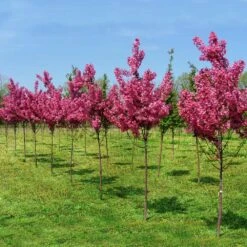 Show Time™ Crabapple Tree 11 Show Time™ Crabapple Tree -Brighter Blooms Sales Show Time Crabapple 4