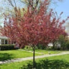 Show Time™ Crabapple Tree -Brighter Blooms Sales Show Time Crabapple BB 600x600 2805d84c 262b 4d44 a989 704db37070b1
