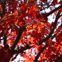 Shumard Oak Tree 9 Shumard Oak Tree -Brighter Blooms Sales Shumard Oak 4 BB