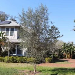 Sikitita Olive Tree -Brighter Blooms Sales Sikitata olive 2