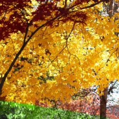 Silver Maple Tree -Brighter Blooms Sales Silver Maple Tree 5