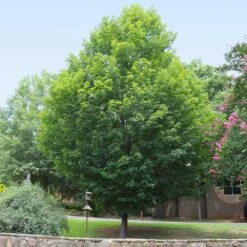 Silver Maple Tree -Brighter Blooms Sales Silver Maple Tree 6