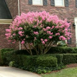 Sioux Crape Myrtle -Brighter Blooms Sales Sioux Crape myrtle 2