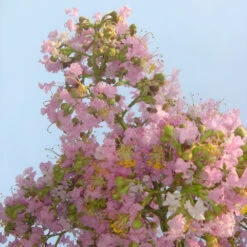 Sioux Crape Myrtle -Brighter Blooms Sales Sioux Crape myrtle 5 BB
