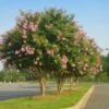 Sioux Crape Myrtle -Brighter Blooms Sales Sioux Crape myrtle BB 600x600 58f31c2e 8571 4d9e 8640 2516b4442e88