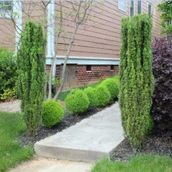 Sky Pencil Holly Tree -Brighter Blooms Sales Sky Pencil Holly 6 BB