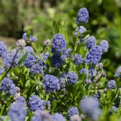 Skylark California Lilac -Brighter Blooms Sales Skylark California Lilac 3 FGT