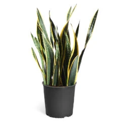 Snake Plant 25 Snake Plant -Brighter Blooms Sales Snake Plant standard pot