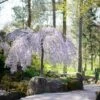 Snow Fountains® Weeping Cherry Tree 2 Snow Fountains® Weeping Cherry Tree -Brighter Blooms Sales Snow Fountains Weeping Cherry BB 600x600 5ef2a055 859d 4759 8a9f 68a636eab62a