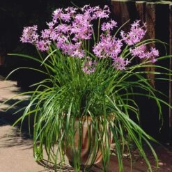 Society Garlic Plant 8 Society Garlic Plant -Brighter Blooms Sales Society Garlic 4 BB