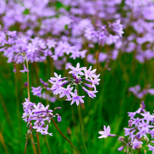 Society Garlic Plant 3 Society Garlic Plant