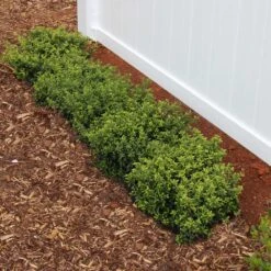 Soft Touch Holly Shrub -Brighter Blooms Sales Soft Touch Holly2