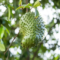 Brighter Blooms Sales 16 Soursop 'Guanabana' Tree