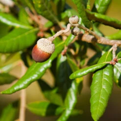 Live Oak Tree -Brighter Blooms Sales Southern Live Oak FGT 1